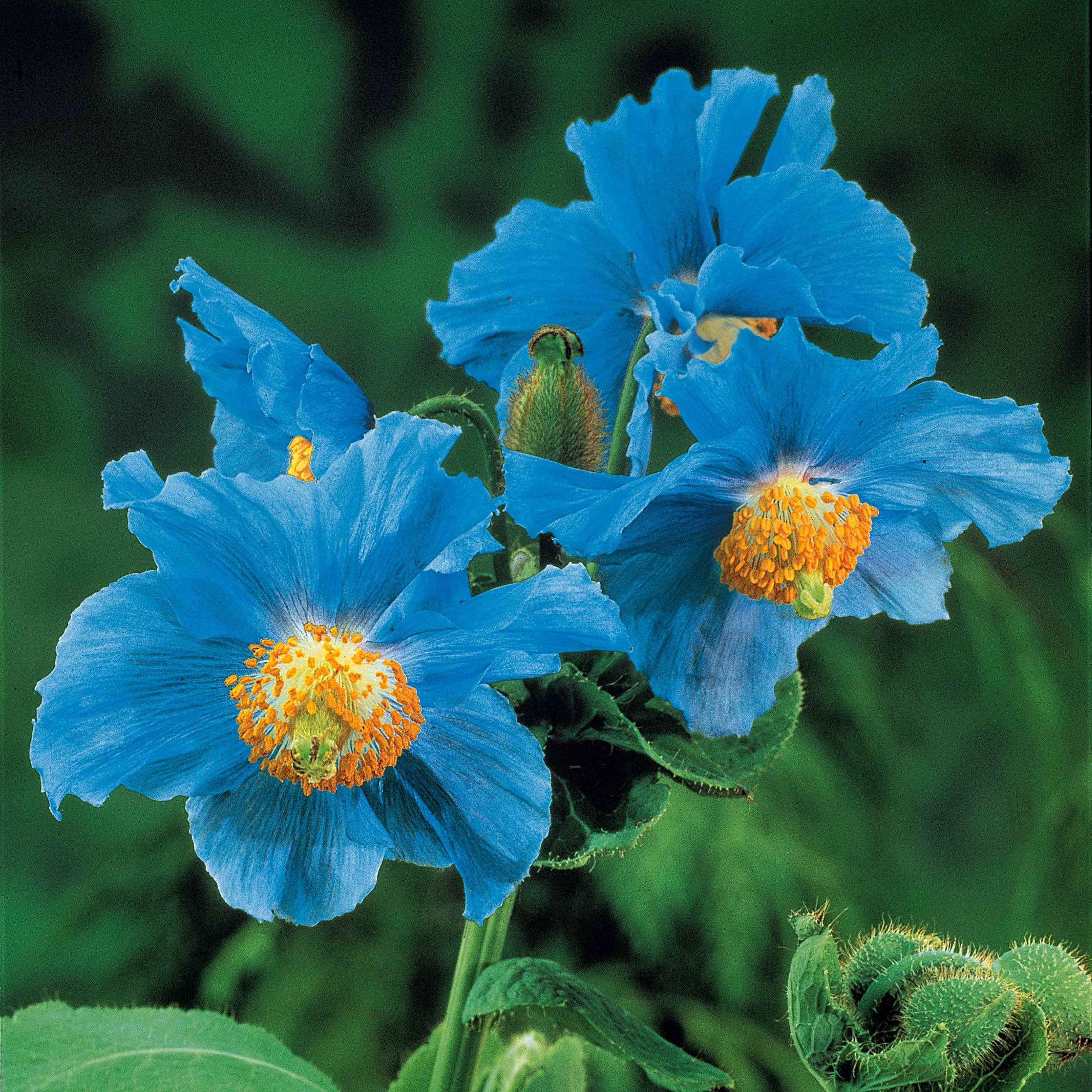 Bakker Plantes vivaces Pavot bleu Himalaya fleur bleue 2 pots
