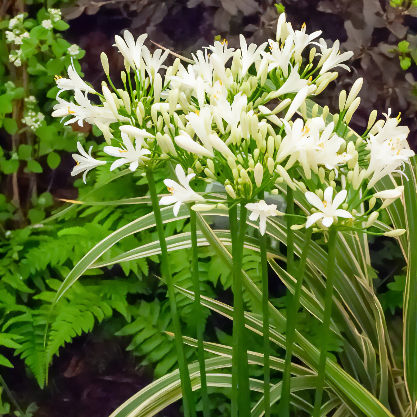 Bakker Plantes vivaces Agapanthe africaine blanche vivace pot 8cm