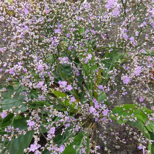 Bakker Statice Vivace fleur violette pot 9cm bouquets secs