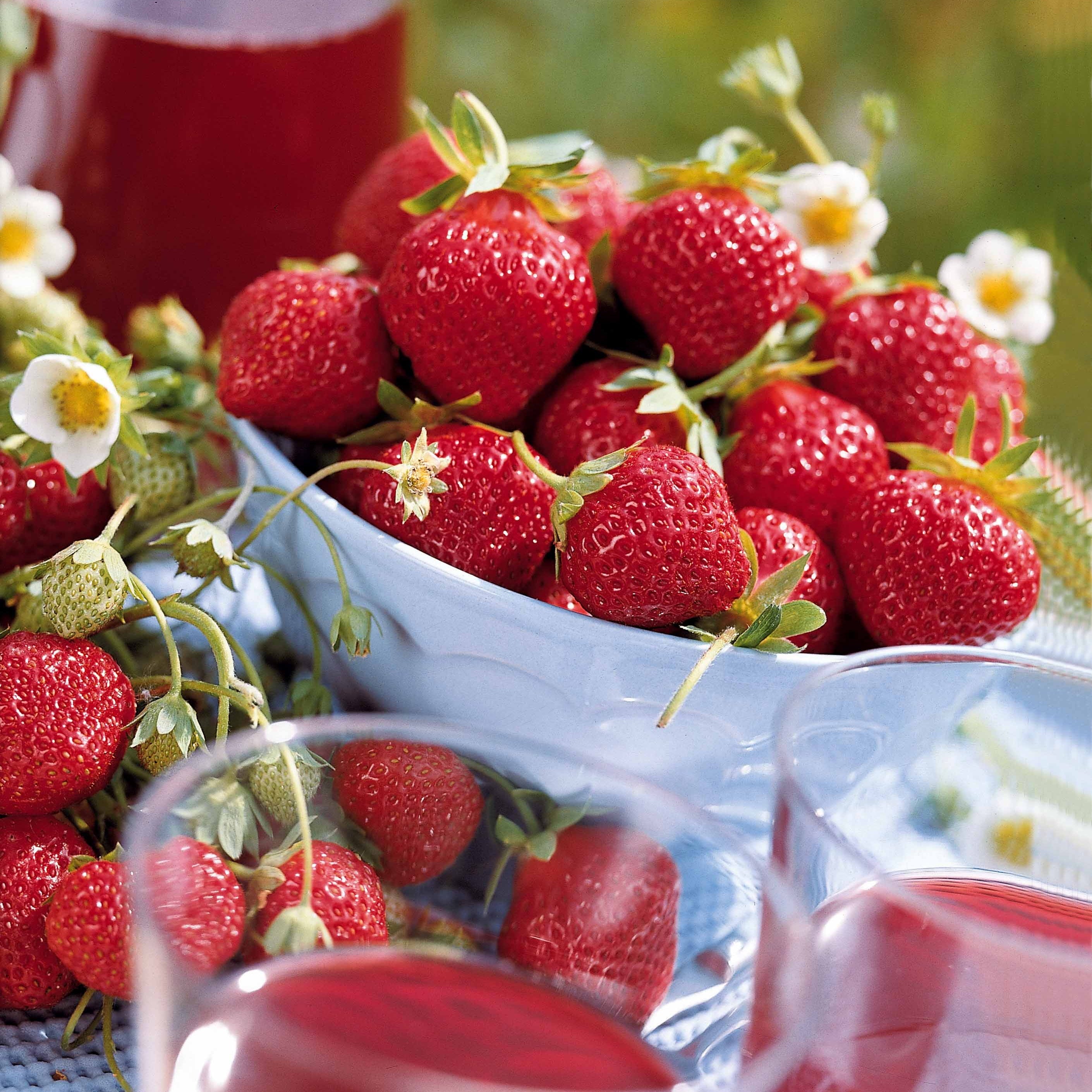 Bakker Fruitiers Fraisiers Mara des Bois 20 racines nues remontant