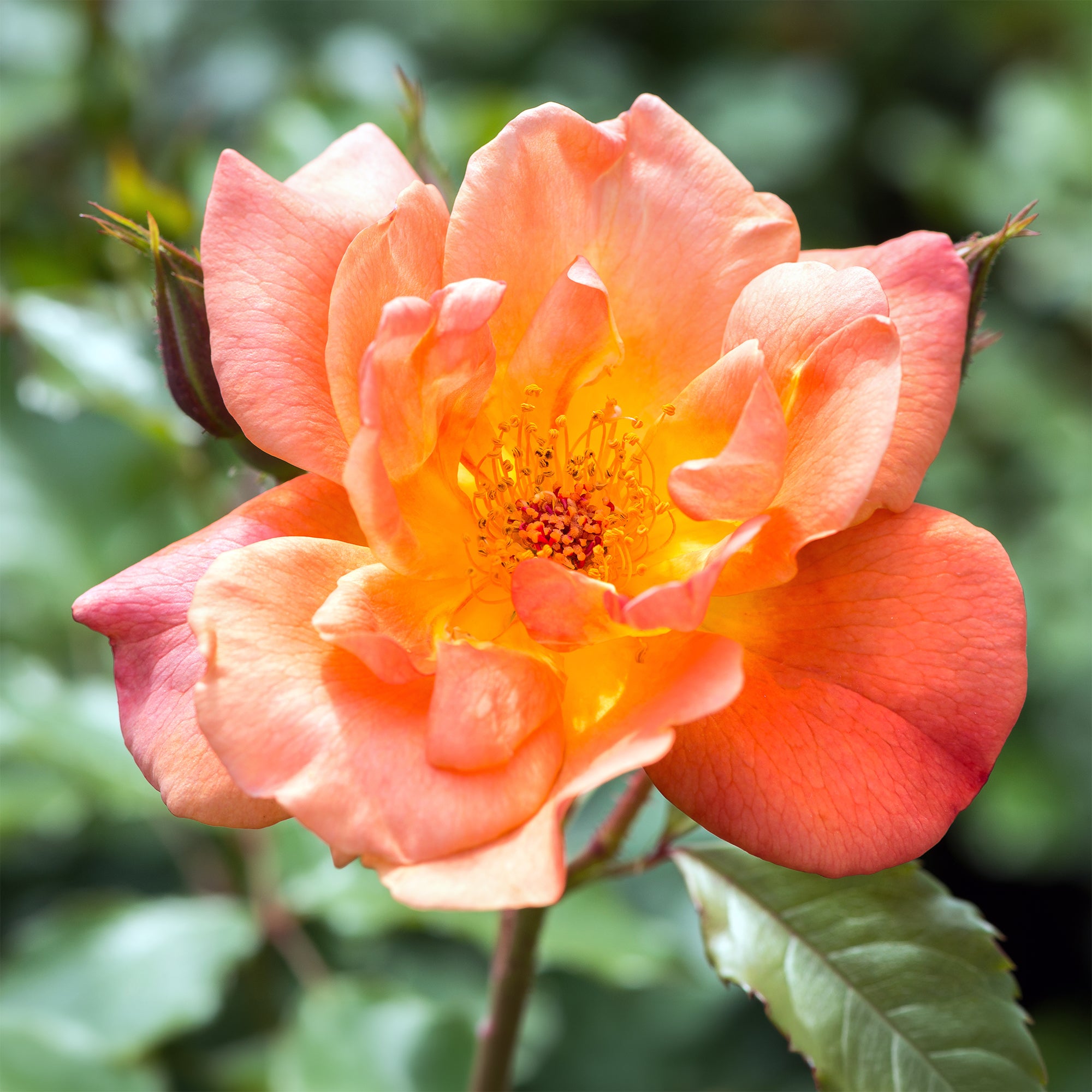 Bakker Rosier Westerland arbuste orange racine nue parfumé