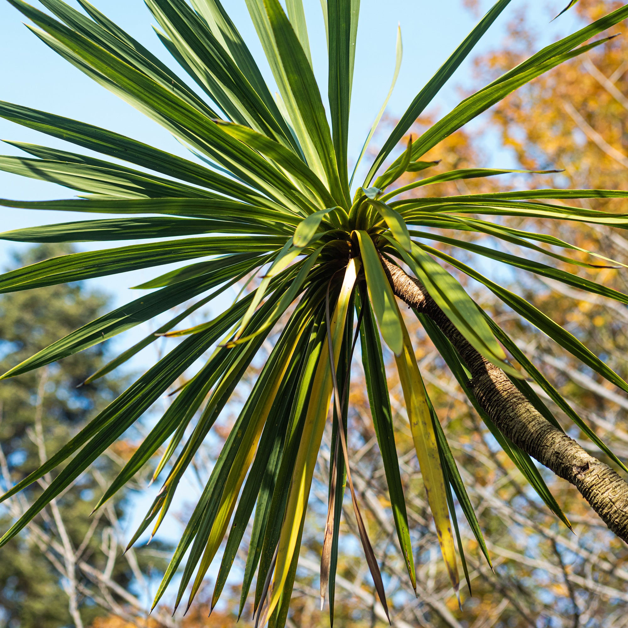 Bakker Cordyline australe arbuste pot 9cm 10-15cm