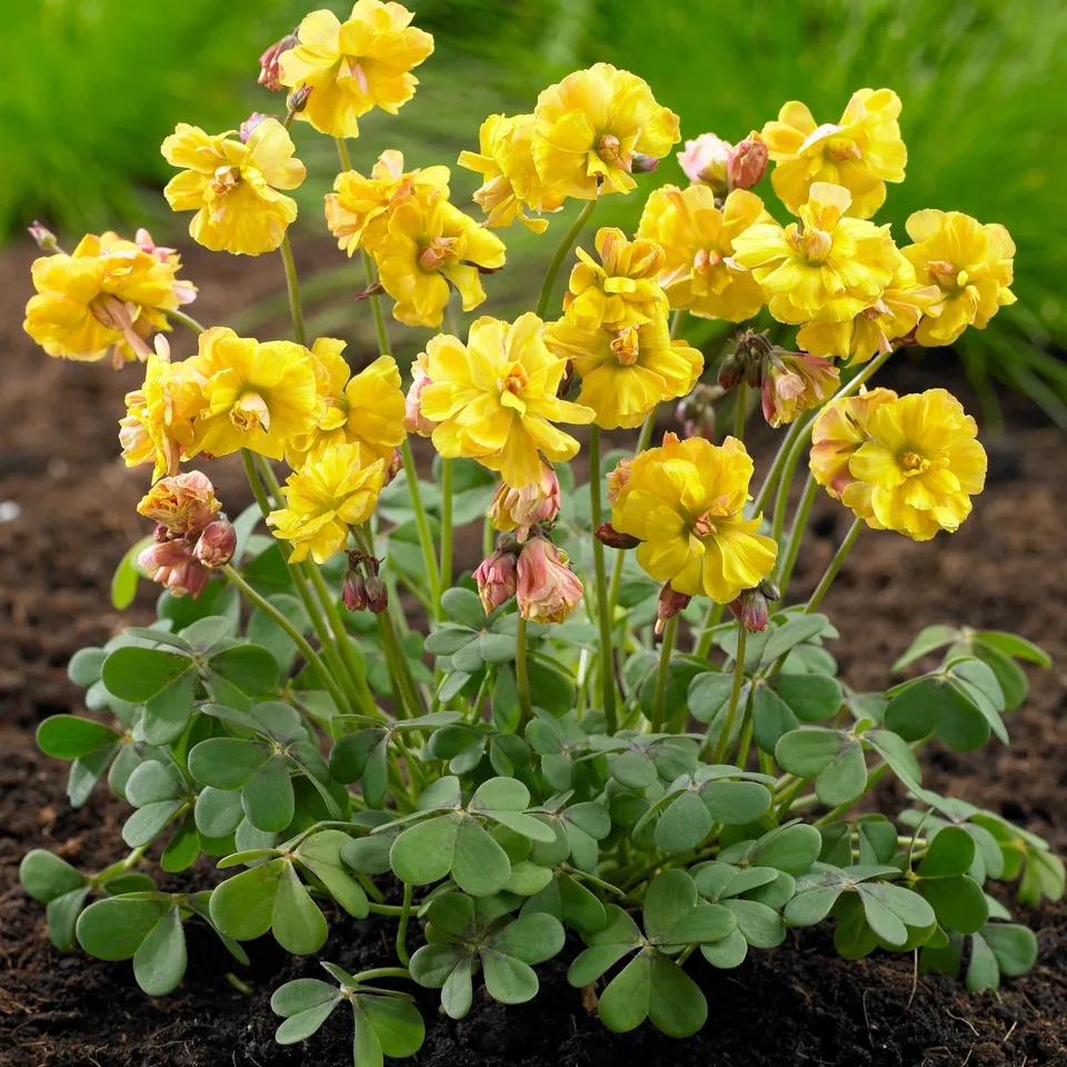 Bakker Oxalis Double Trouble bulbe sachet 5 jaune