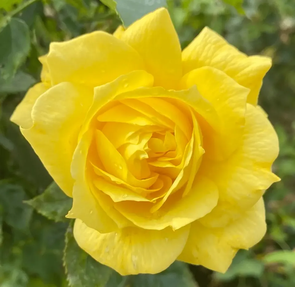 Michel Adam Sérénité St Michel Adalusia rosier buisson jaune