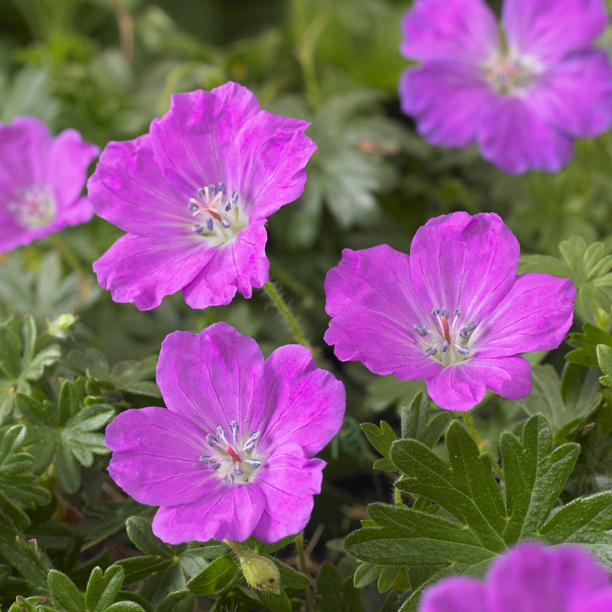 Bakker Géranium Max Frei vivace pot Ø9cm violet couvre-sol