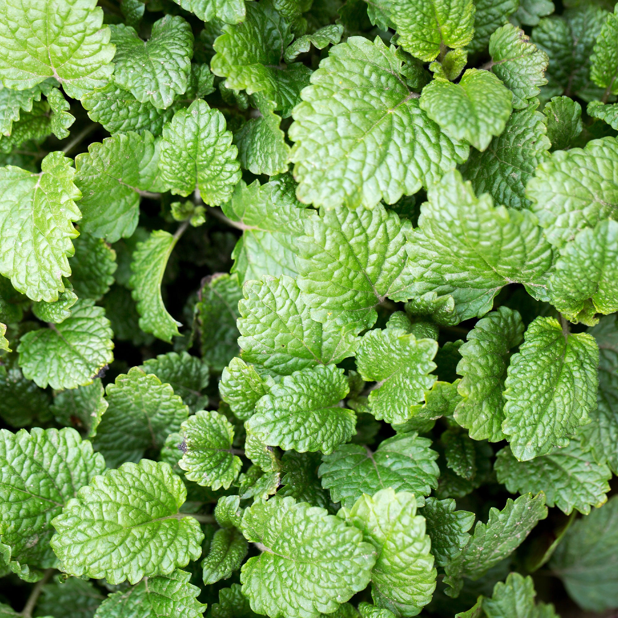 Bakker Plantes vivaces Mélisse officinale aromatique pot 8cm