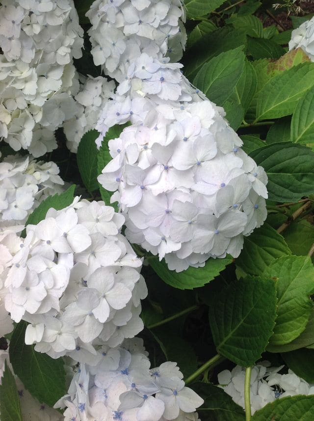 Les Hortensias du Haut Bois Mouillère hortensia blanc rond godet