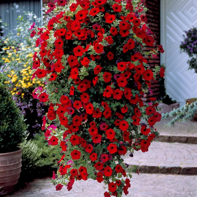 Bakker Collection 9 Pétunias rouges roses jaunes 9 pots