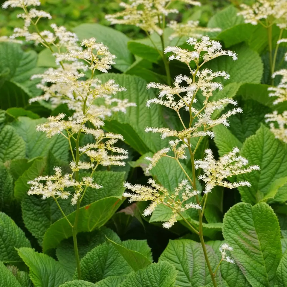 Bakker Rodgersia marronnier vivace pot Ø 9cm ombre humide