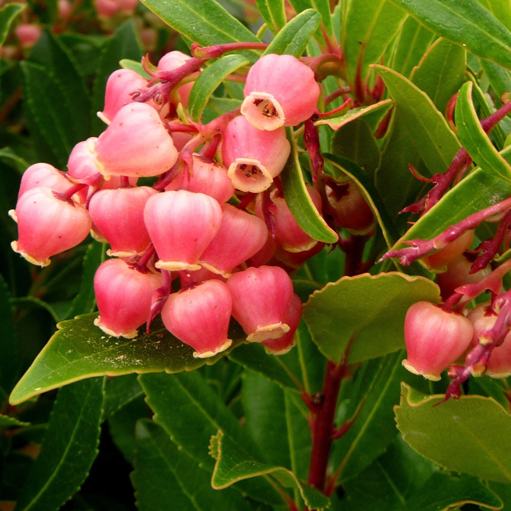 Bakker Arbousier Compacta arbuste pot Ø 9cm fruits rouges