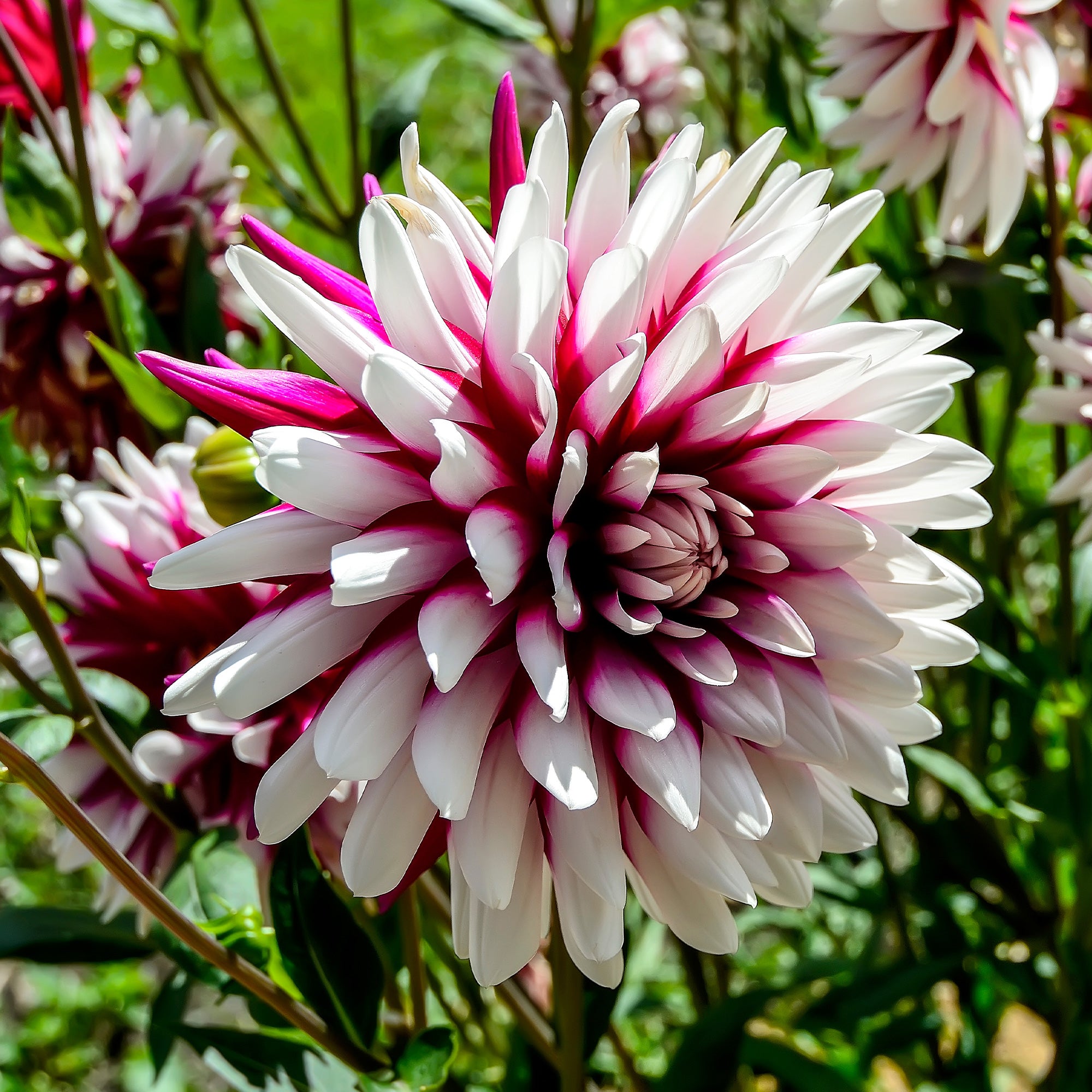 Bakker Dahlia Rebecca's World bulbe sachet 3 bicolore