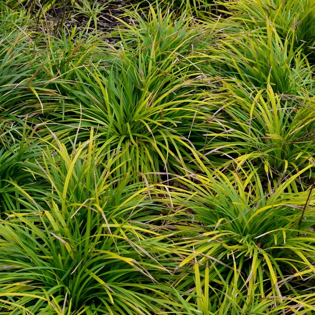 Bakker Laiche Oshima Carex 2 pots 9cm panaché mi-ombre