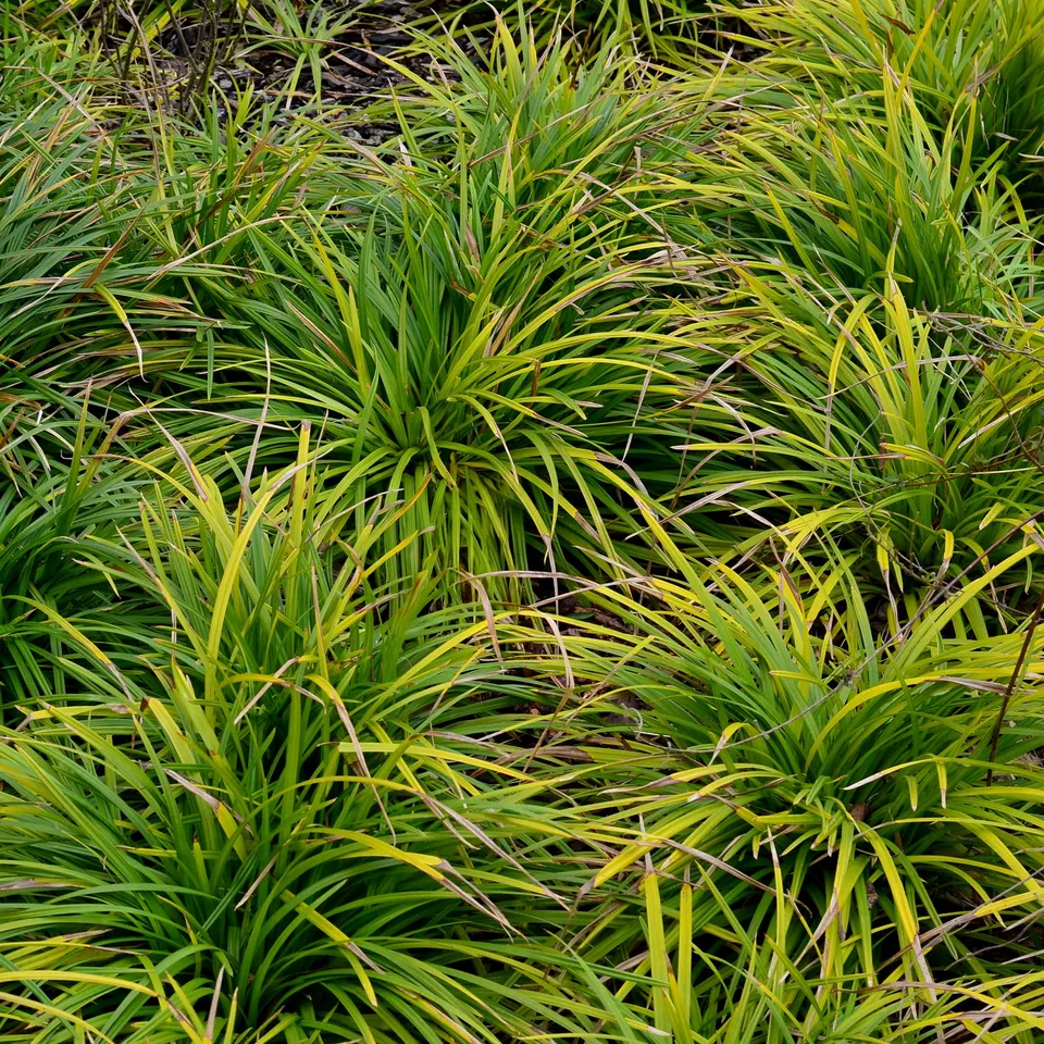 Bakker Laiche Oshima Carex 2 pots 9cm panaché mi-ombre