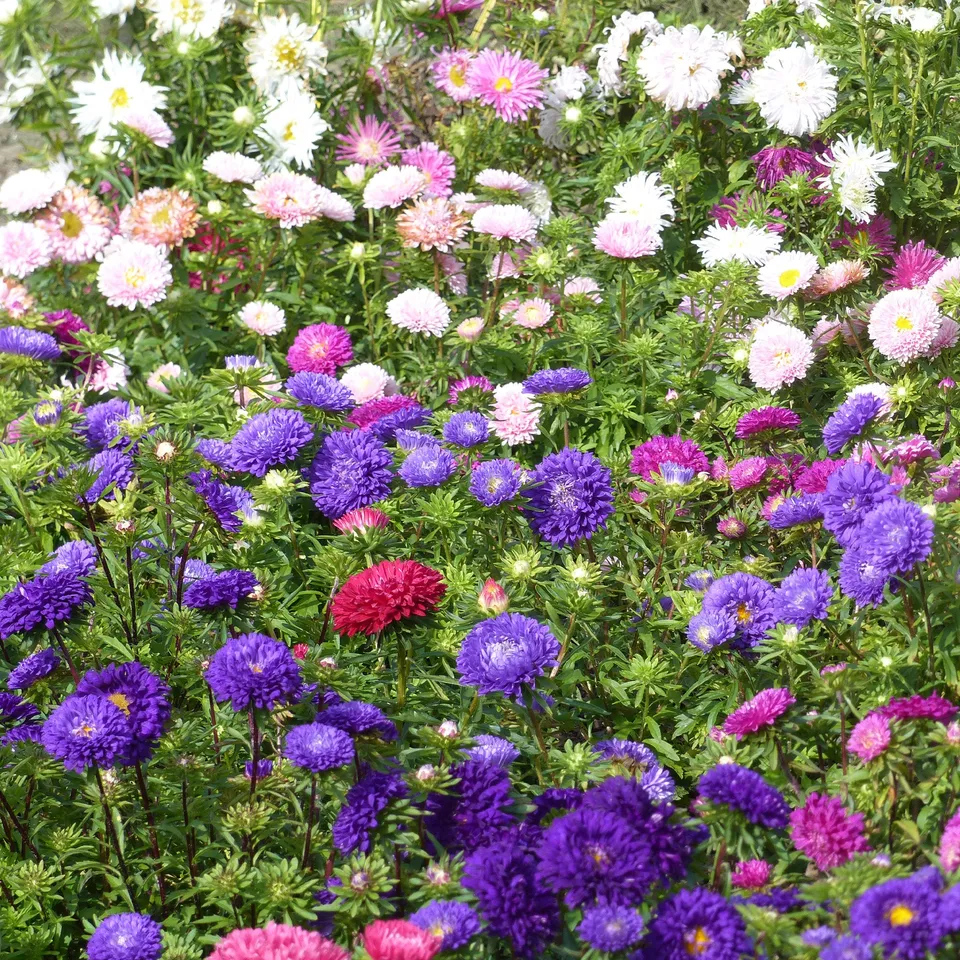 Bakker Reine-marguerite chrysanthème fleur sachet 1 g 450 graines