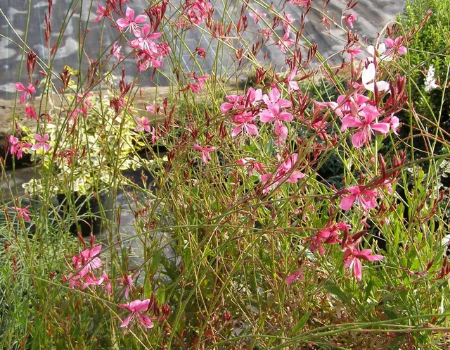 Ripoche Gaura Siskiyou Pink plante vivace rose été