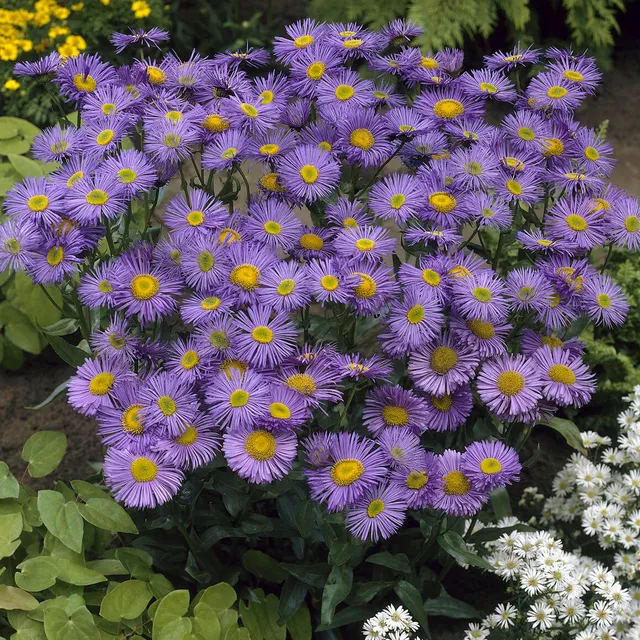 Bakker Dunkelste Aller vergerette pot 9cm violette