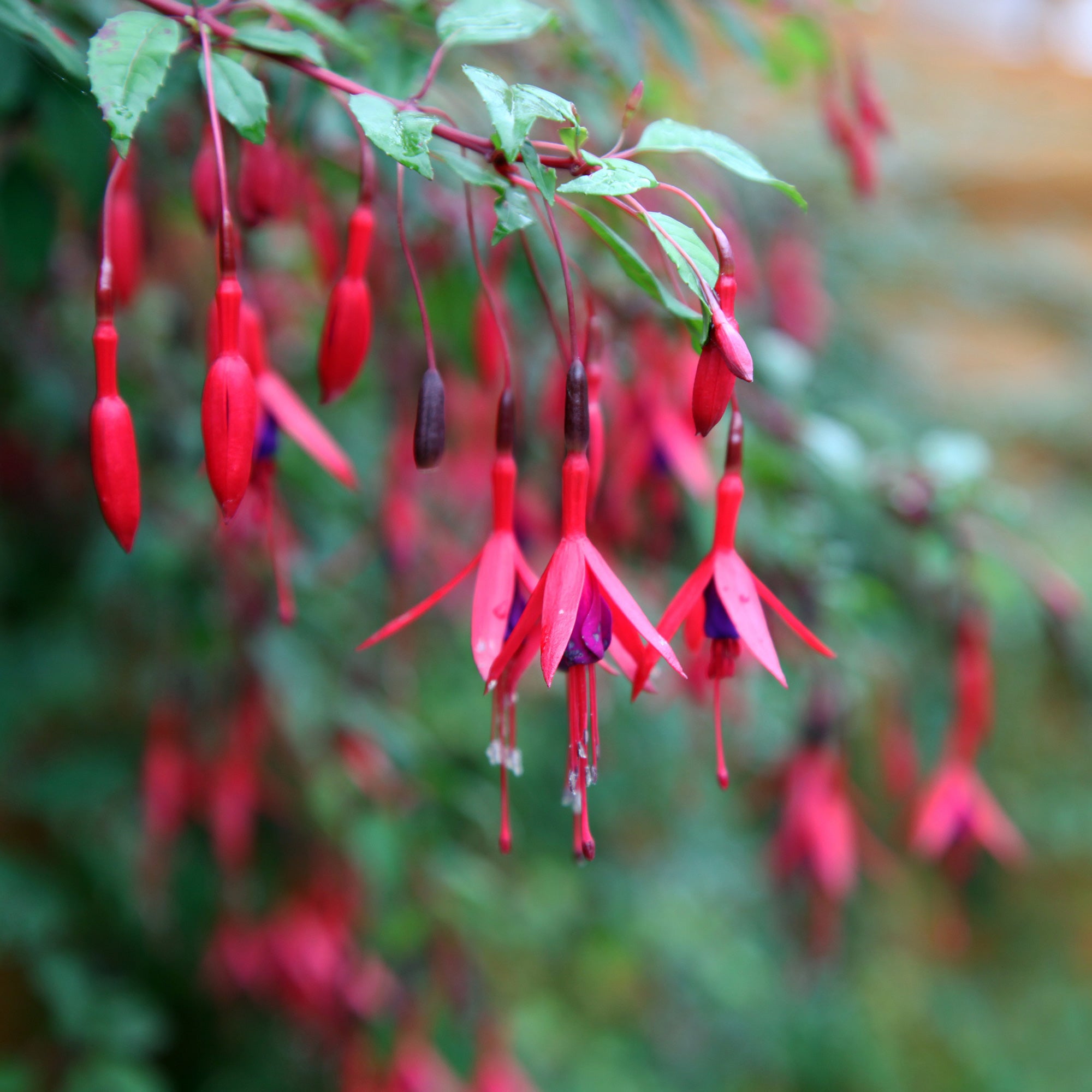 Bakker Fuchsias rustiques mélange terrasse 6 pots 9cm