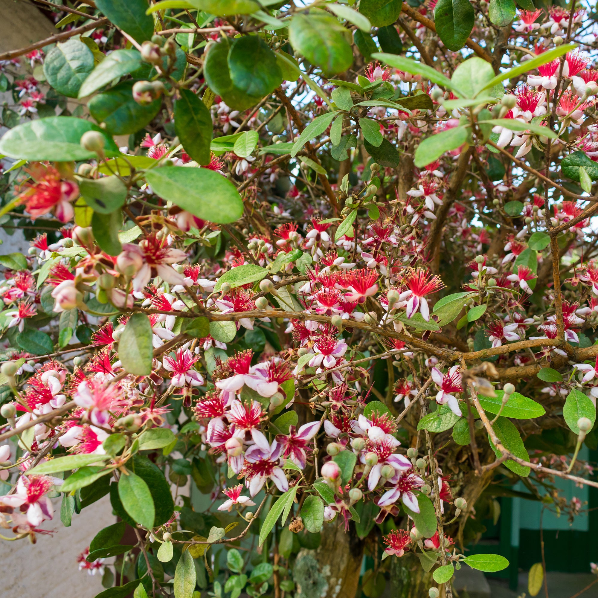 Bakker Goyavier du Brésil Feijoa fruitier godet Ø 9 cm