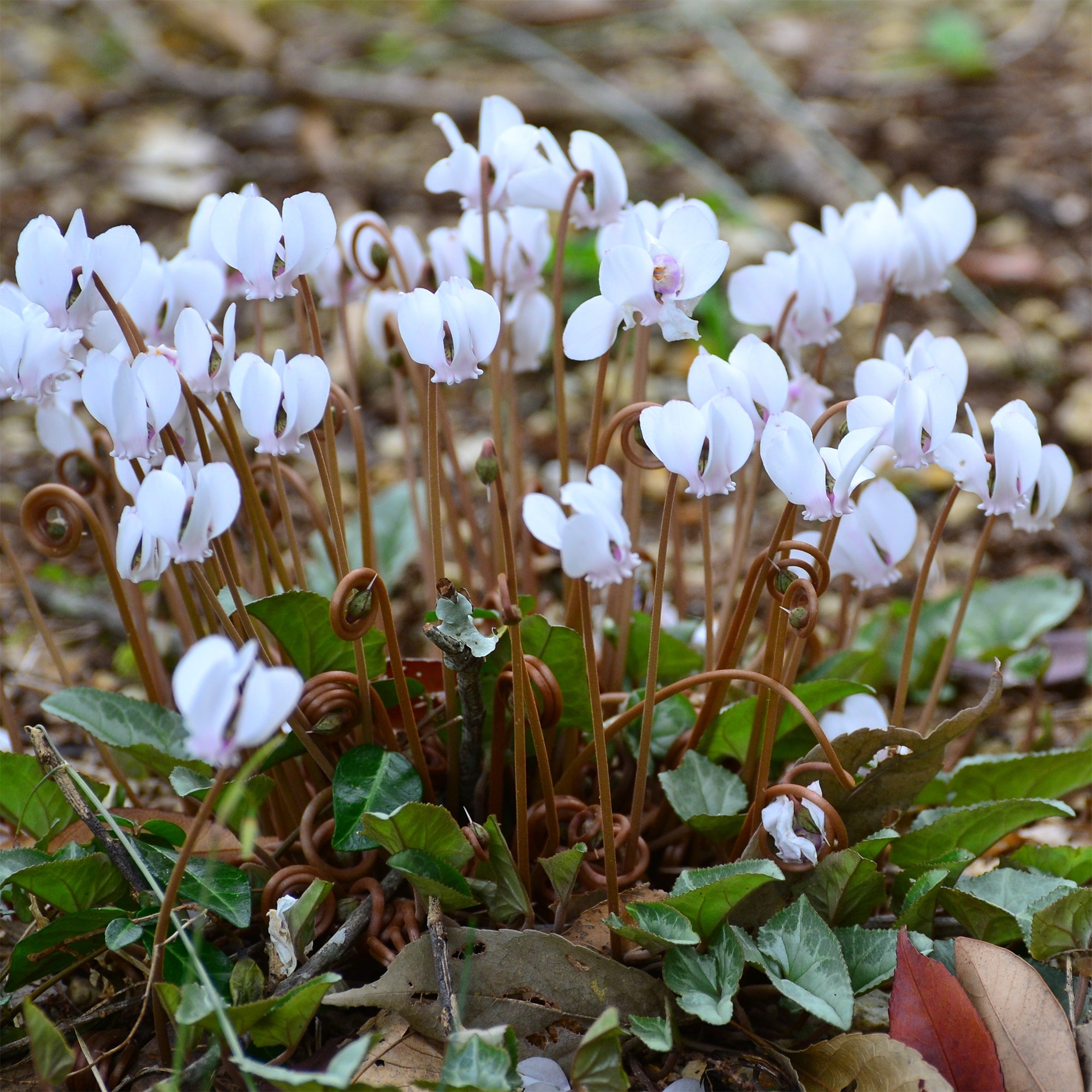 Bakker Bulbes Cyclamen Naples blanc sachet 3 bulbes ombre