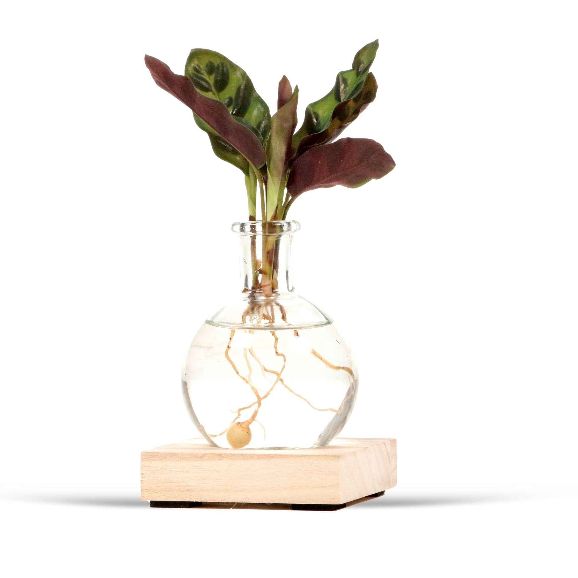Bakker Mini Vase support bois lumineux LED pot 7cm