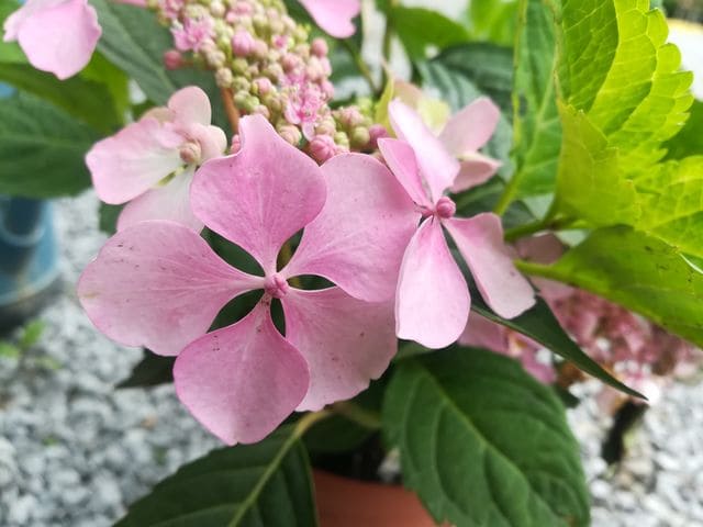 Les Hortensias du Haut Bois Davidii hortensia plates godet