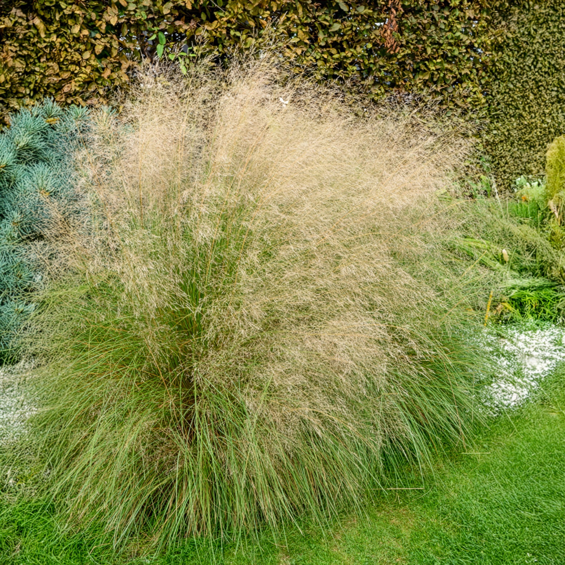 Bakker Herbe d'amour courbée graminée pot 8cm soleil