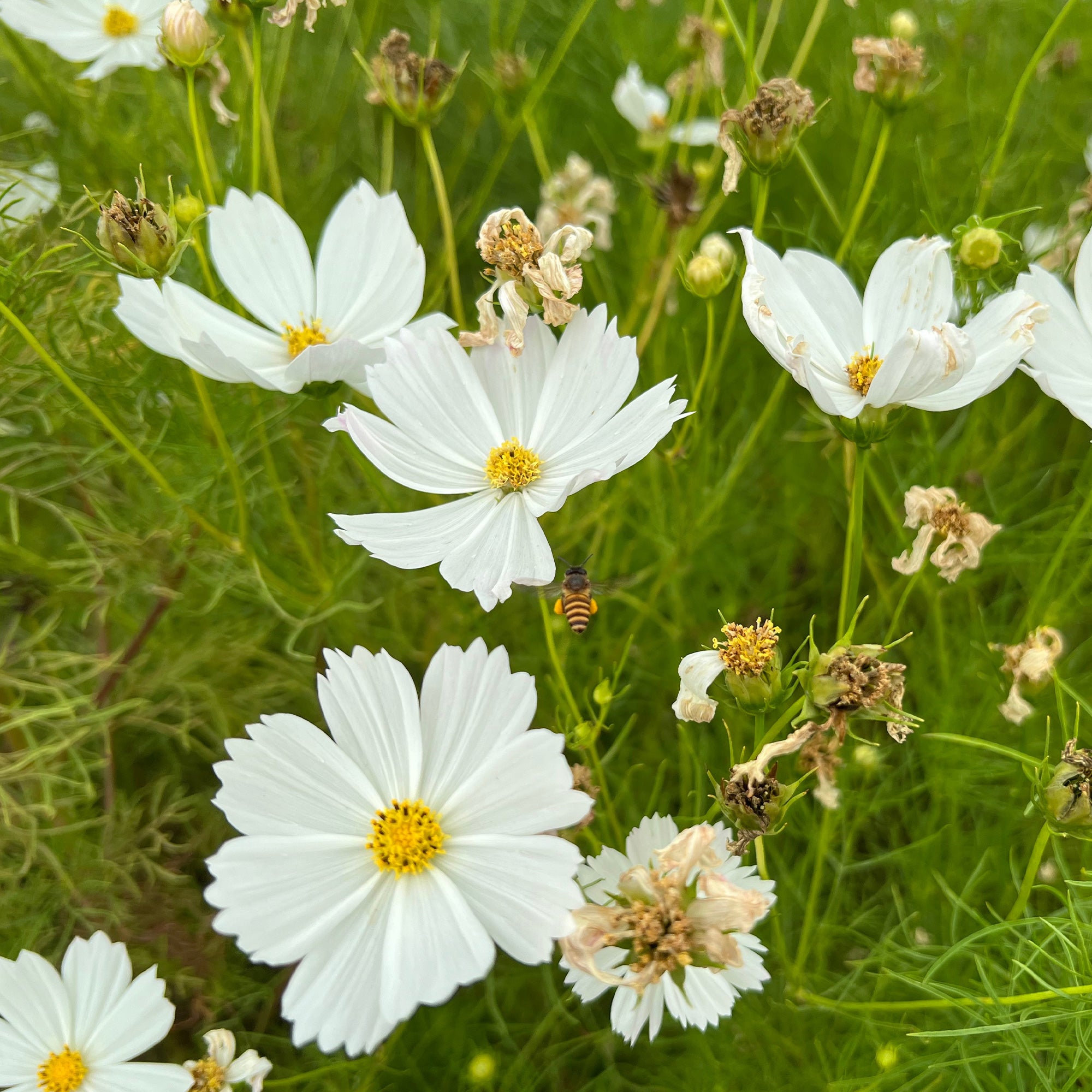 Bakker Cosmos blanc plante fleurie Ø 10,5cm