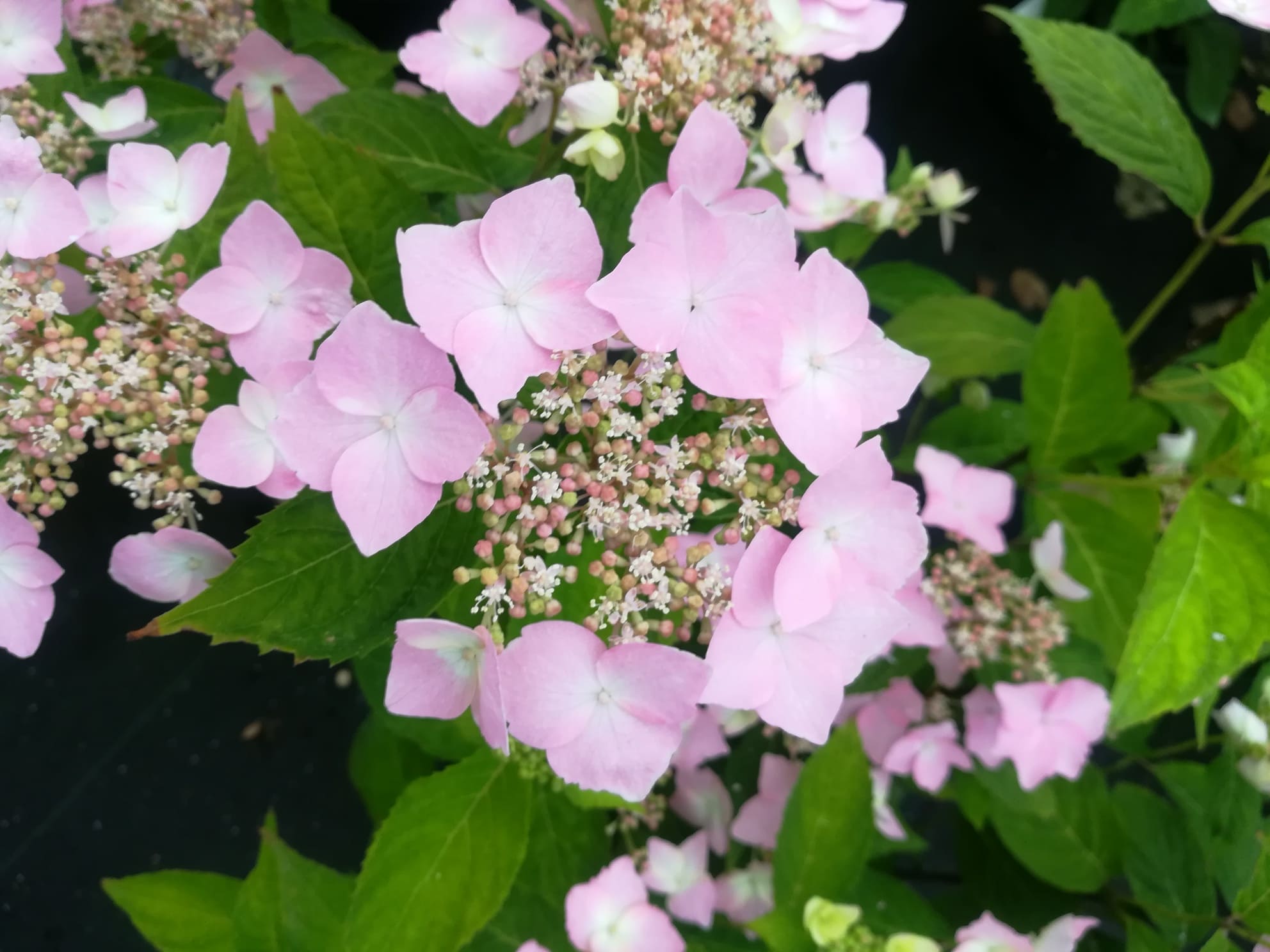 Les Hortensias du Haut Bois Professeur Lida hortensia godet mi-ombre