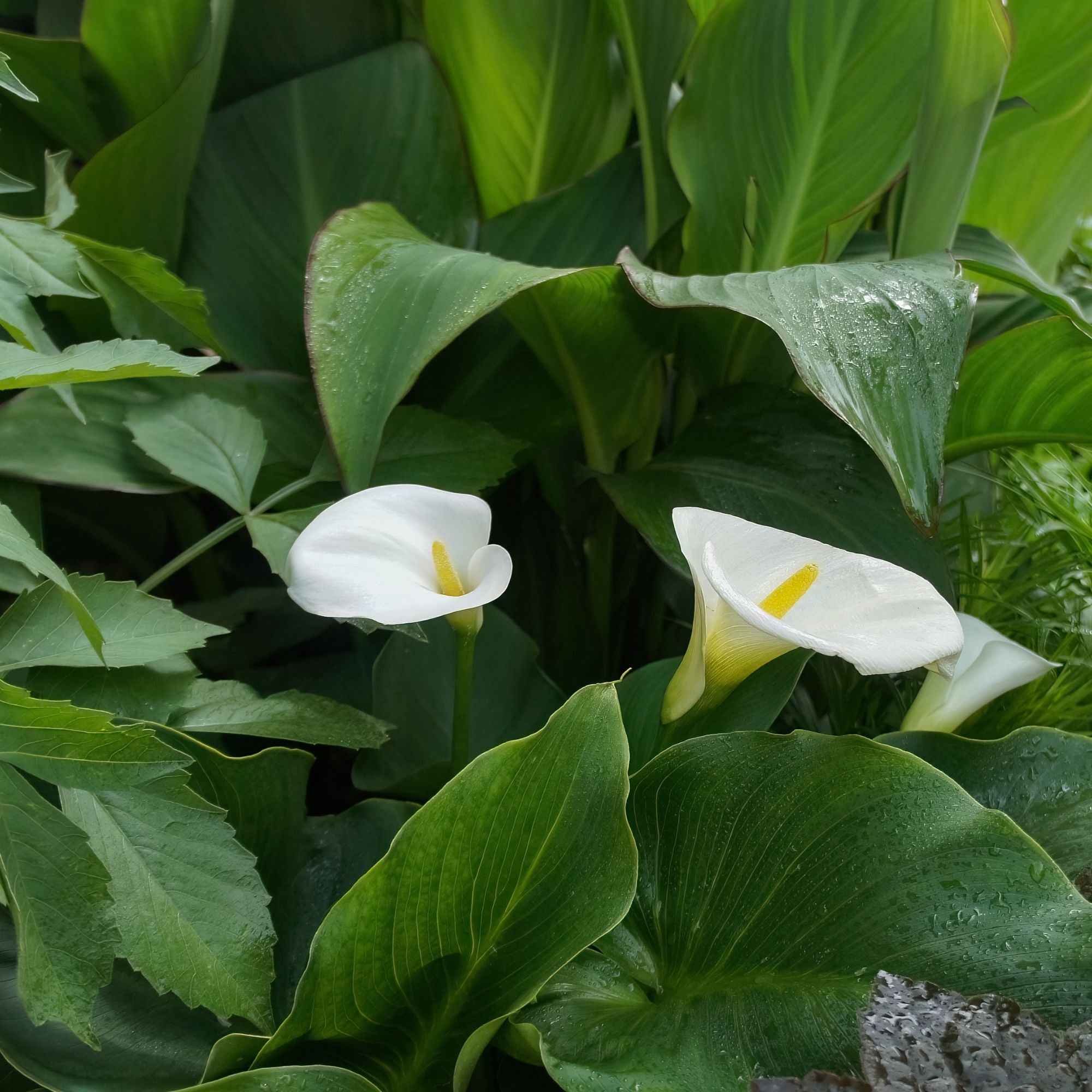 Bakker Arum blanc Calla plante de bassin blanc pot 9cm