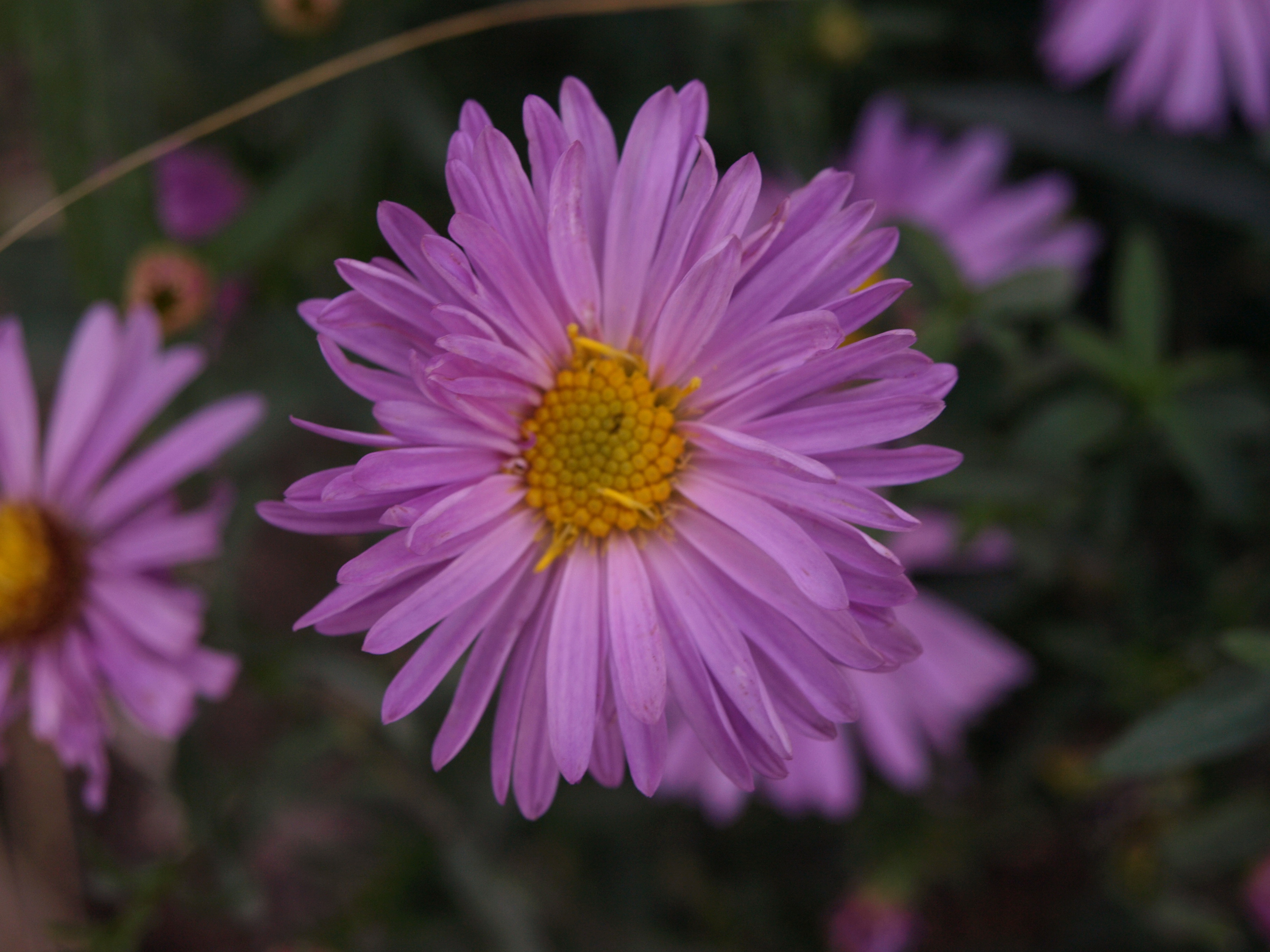 Passion Vivaces Aster Jugendstihl plante de jardin godet rose