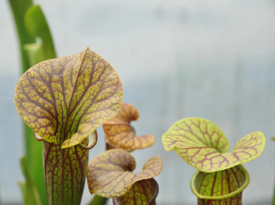 Carniflore Sarracenia Mercury plante carnivore 1 point