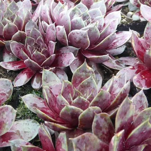Bakker Commander Hay joubarbe pot 9cm plante rocaille