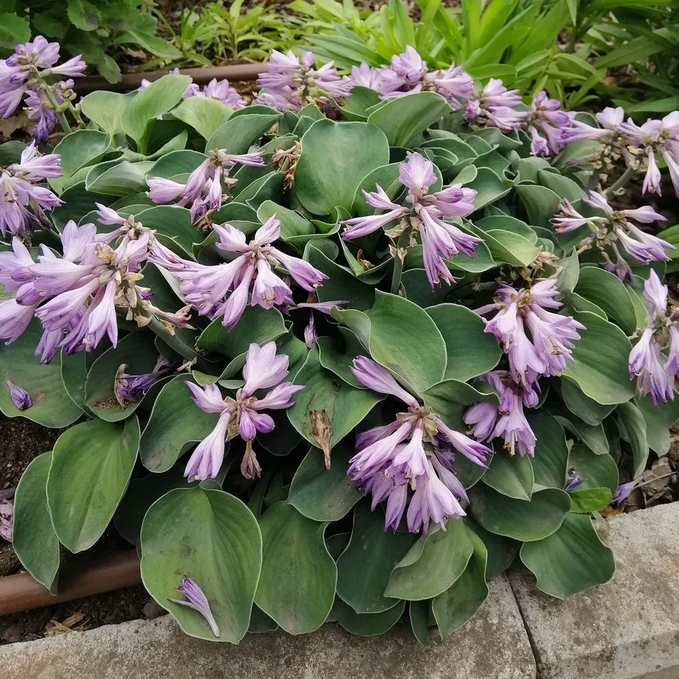 Bakker Hosta Blue Mouse Ears vivace pot 9cm mi-ombre