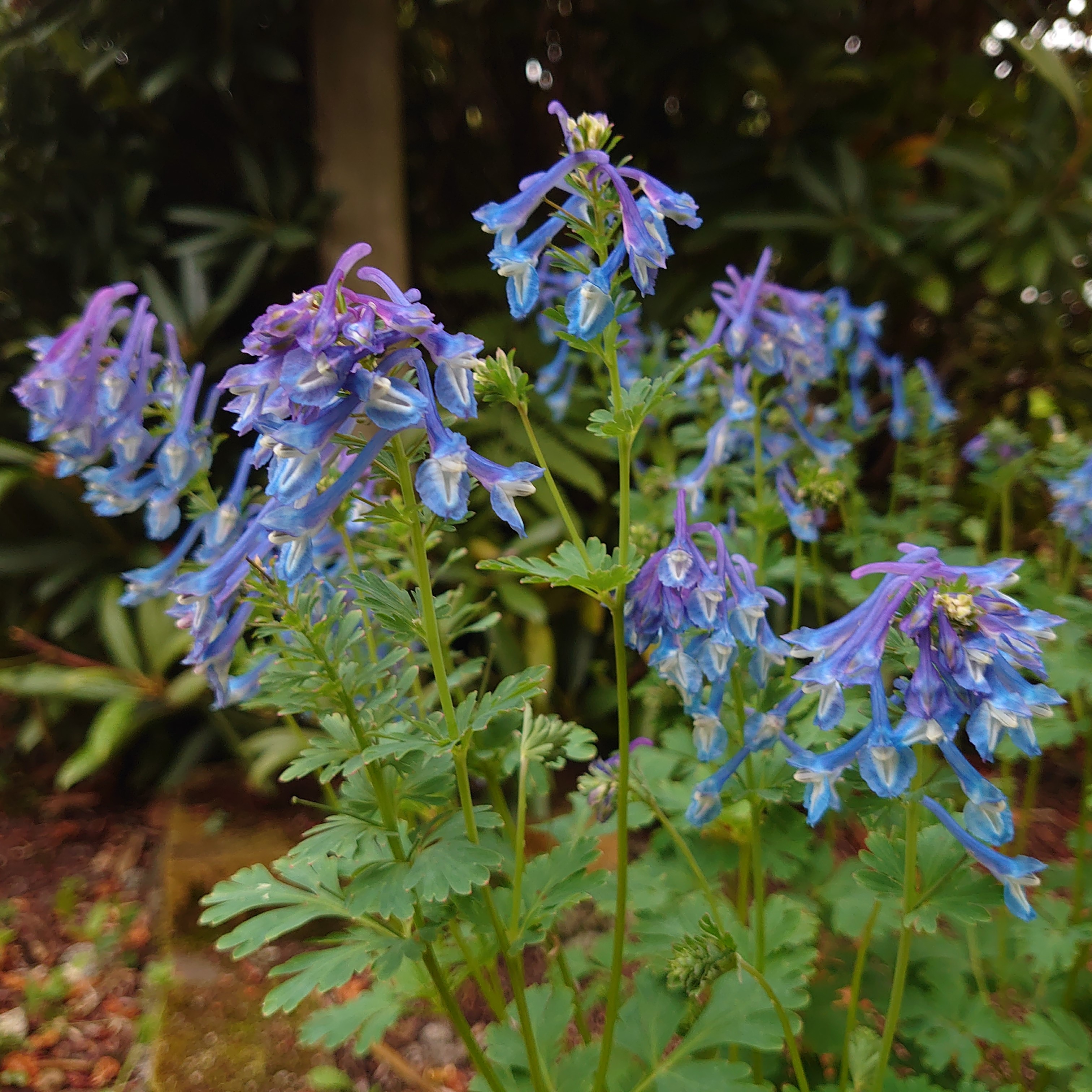 Passion Vivaces Corydalis calycosa plante pot 1 litre bleu vif