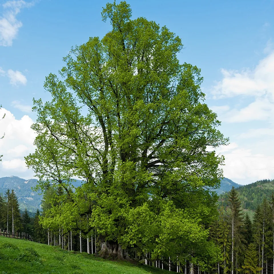 Bakker Tilleul à petites feuilles arbre pot 2L 40-60cm