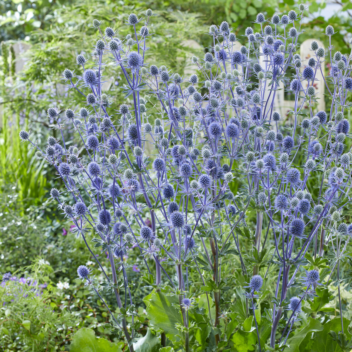Bakker Chardon bleu panicaut vivace 3 racines nues