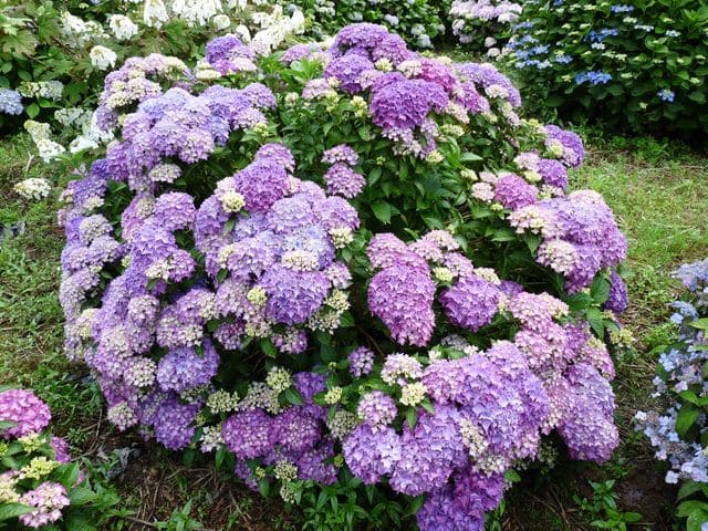 Les Hortensias du Haut Bois Pia hortensia boule godet nain