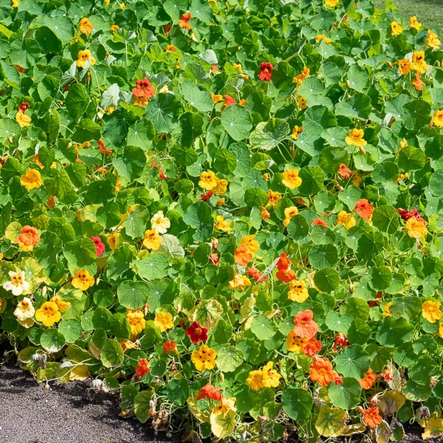 Bakker Capucine jaune Tropaeolum fleur pot Ø13cm comestible