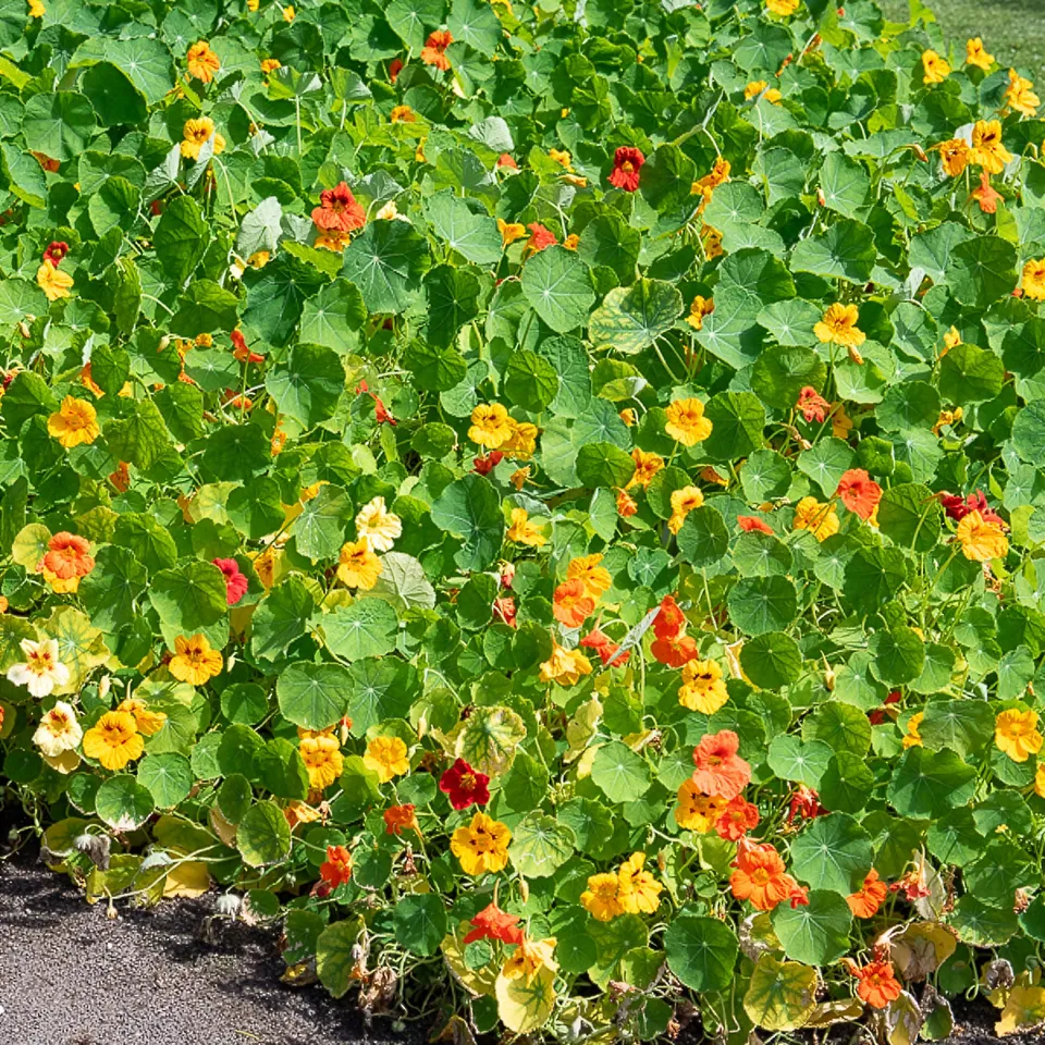 Bakker Capucine jaune Tropaeolum fleur pot Ø13cm comestible