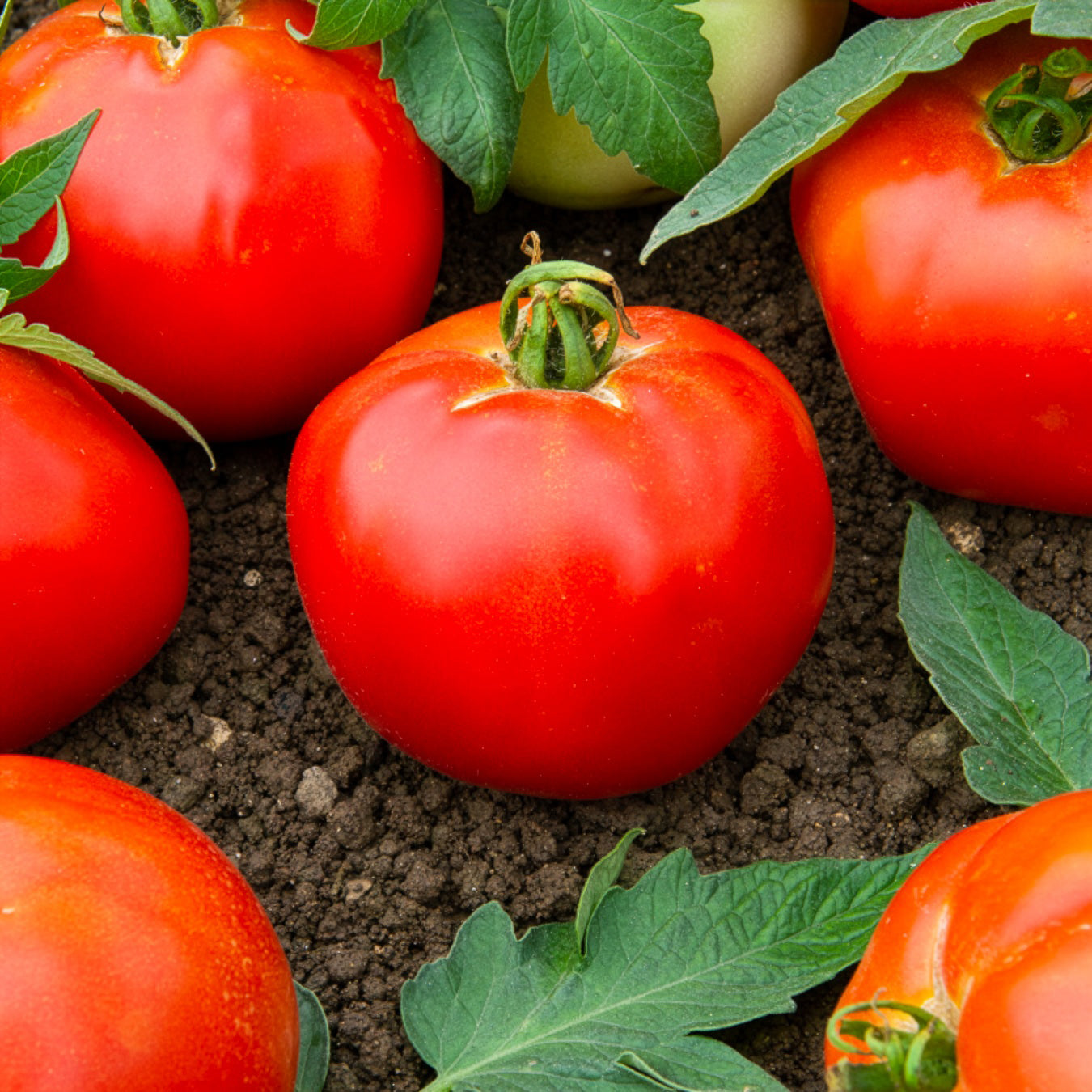 Bakker Pyros HF1 tomate rouge sachet 0,1 g précoce