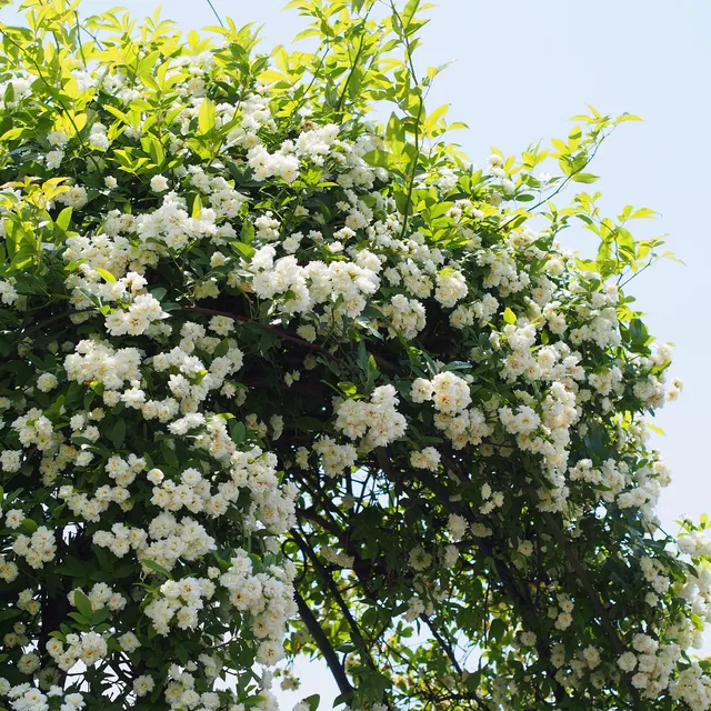 Bakker Rosiers Alba Plena rosier grimpant pot 9cm blanc