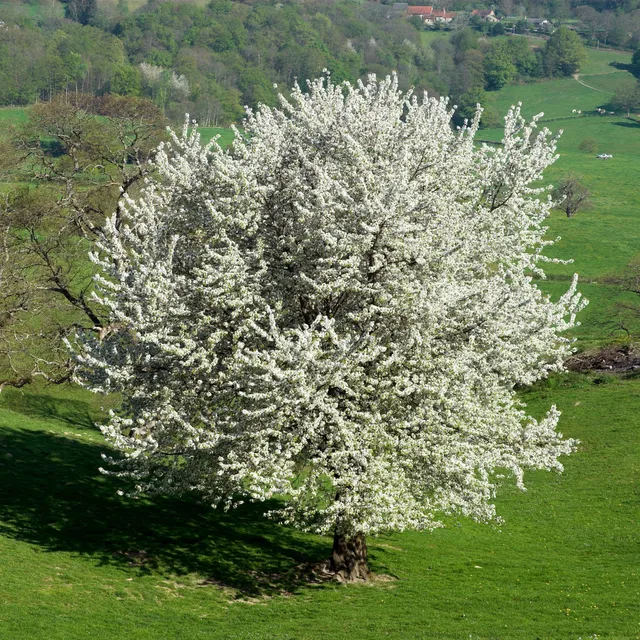Bakker Merisier des oiseaux pot 2L arbre fleurs blanches 80-100cm