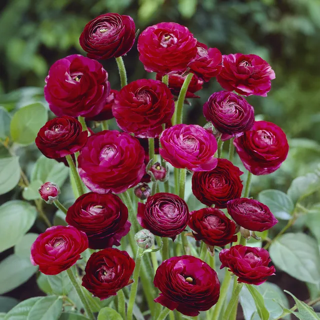 Bakker Bulbes à fleurs 10 Renoncules Pauline bulbe rouge
