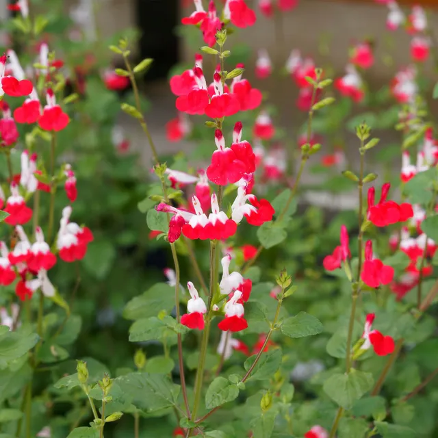 Bakker Sauge Hotlips plante vivace 2 pots Ø 9cm rouge blanc