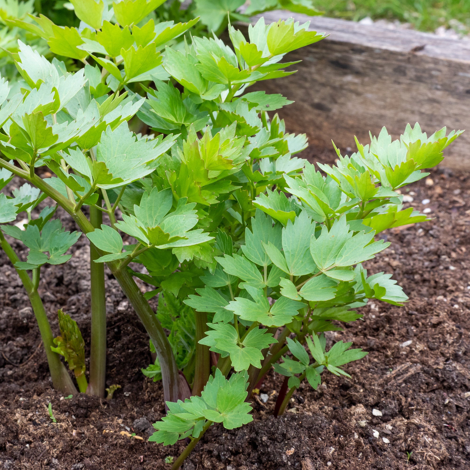 Bakker Livèche céleri perpétuel plante aromatique pot 9cm