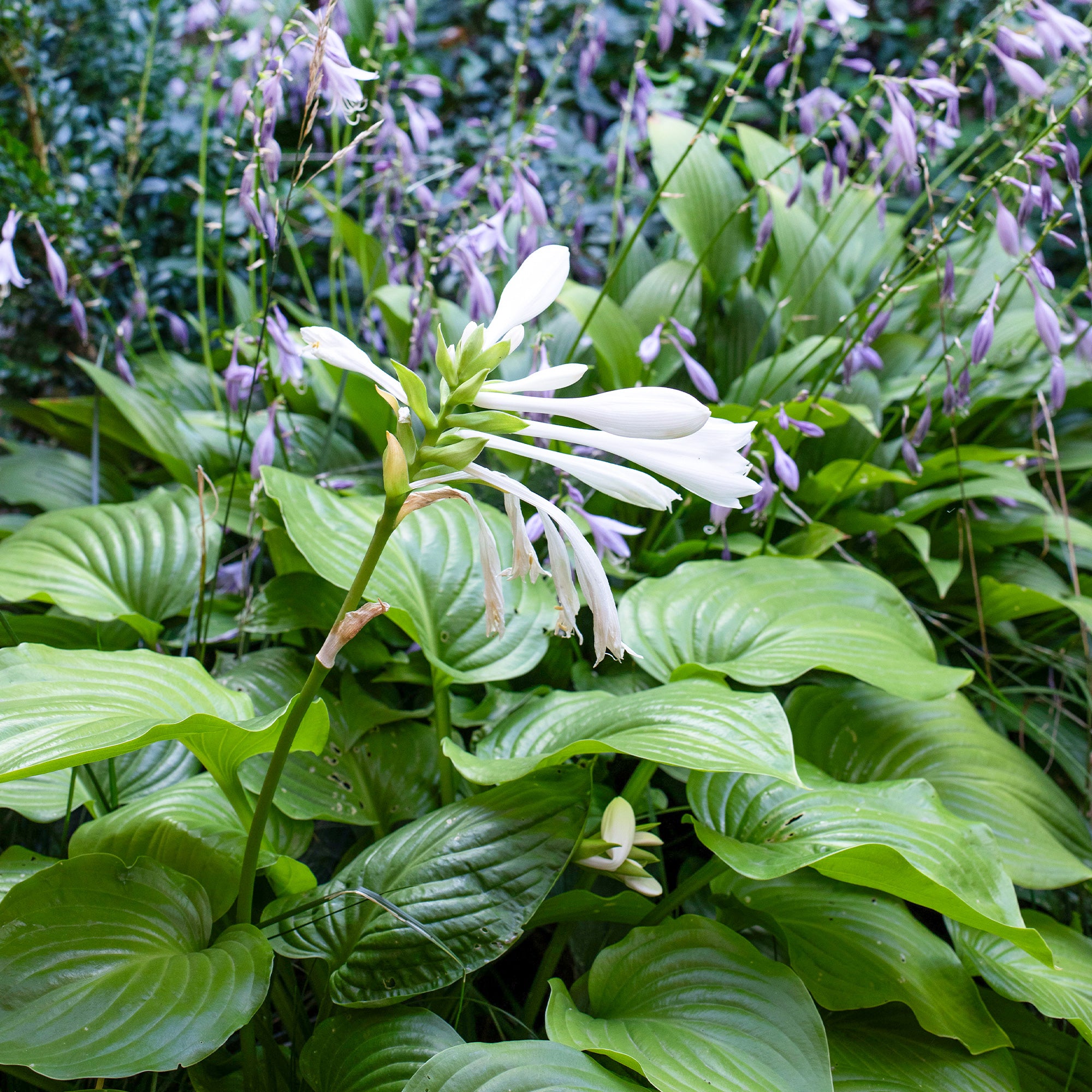 Bakker Hosta Royal Standard plante vivace pot 9cm parfumée