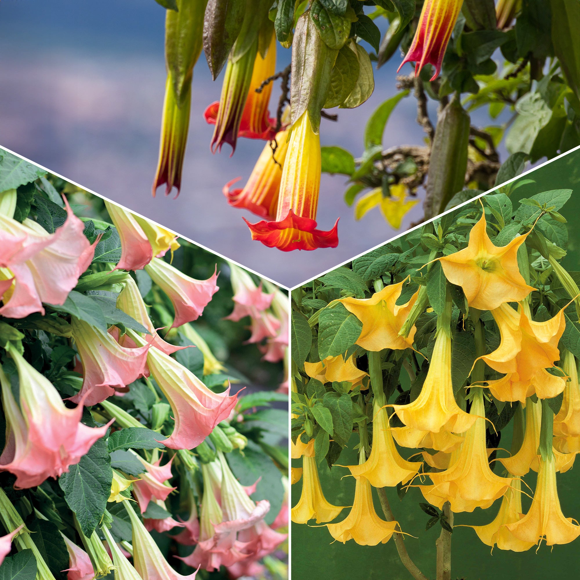 Bakker Brugmansias collection arbuste 3 pots 9cm mixte