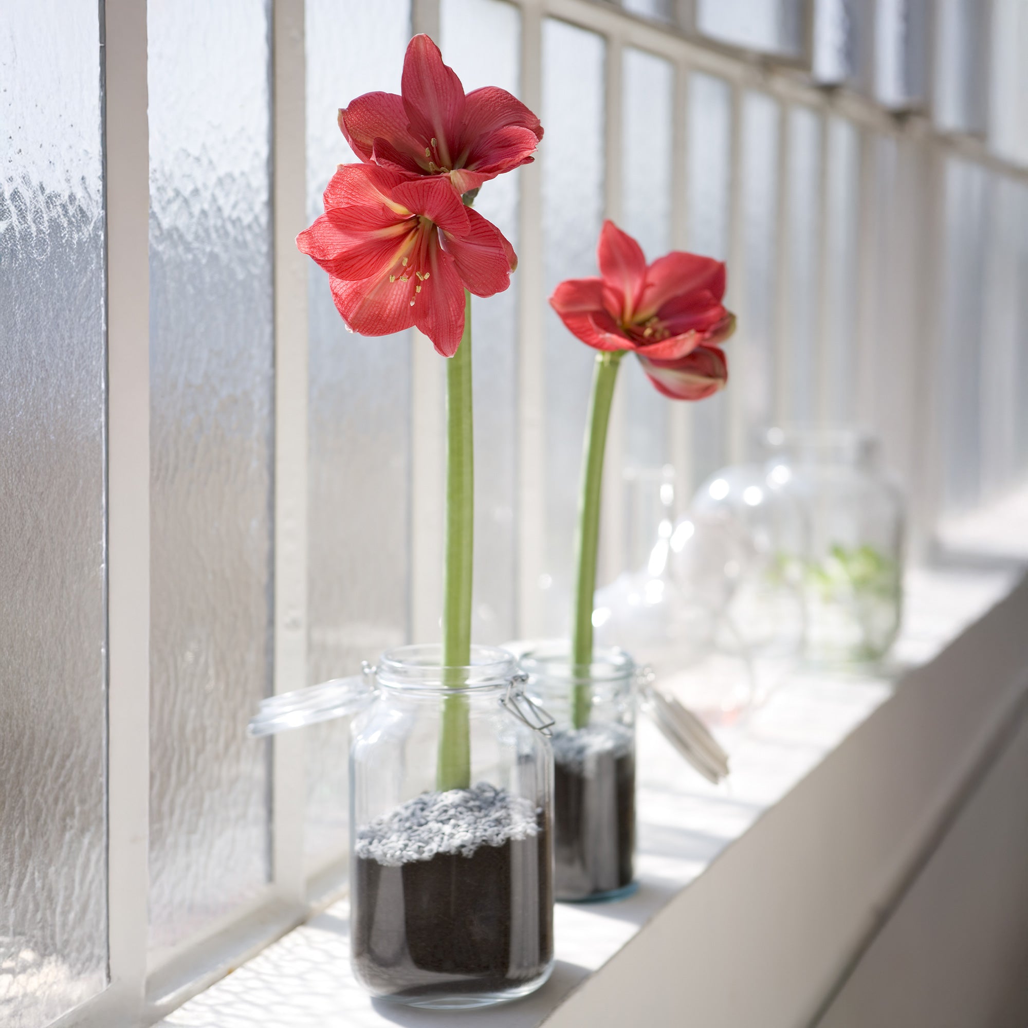 Bakker Wax Amaryllis Gloss Gold bulbe rouge pièce
