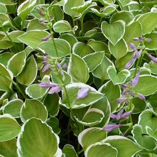 Bakker Hosta Diamond Tiara vivace pot 9cm ombre