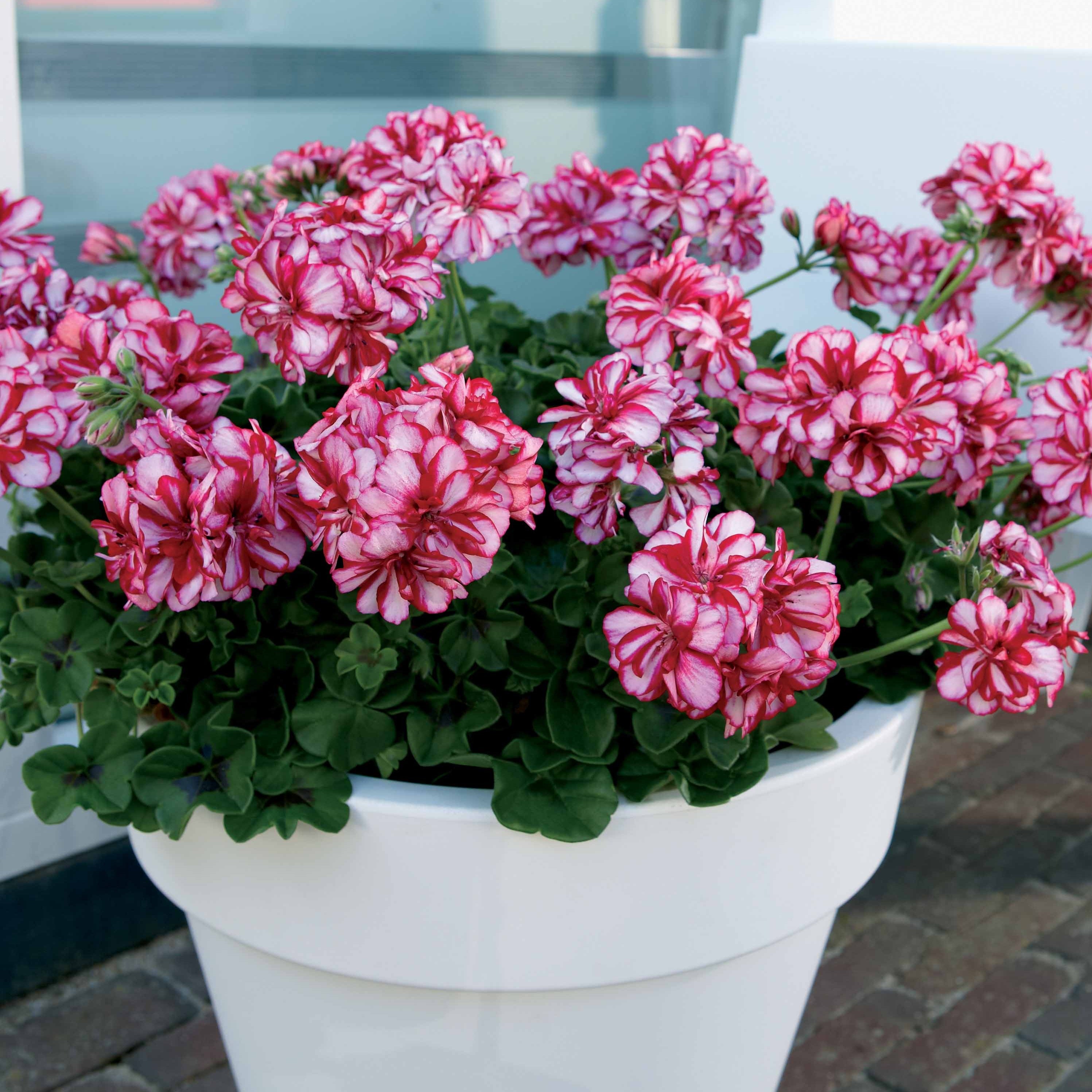 Bakker Géraniums-lierres rouge bicolore 6 pots Ø10,5cm